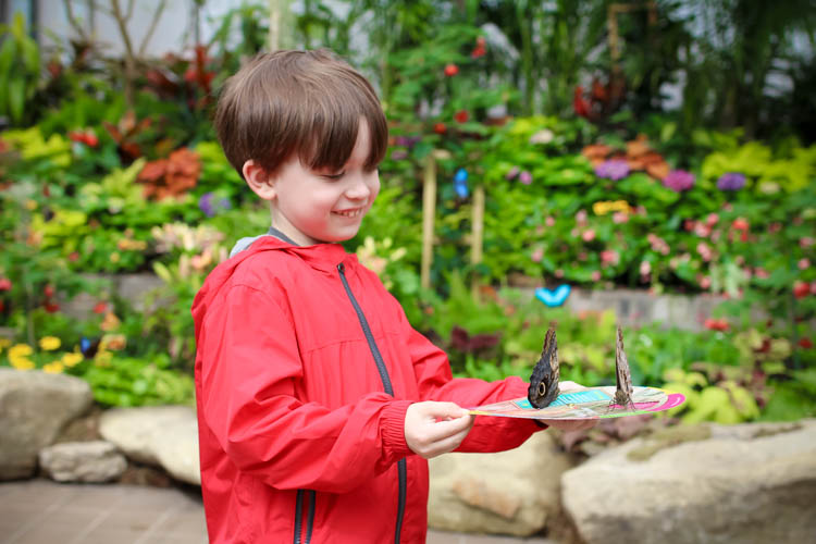 Butterfly Show Main Option 2
