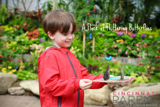 Butterfly Show Main text