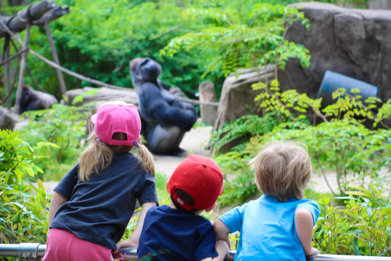 zoo babies gorillas