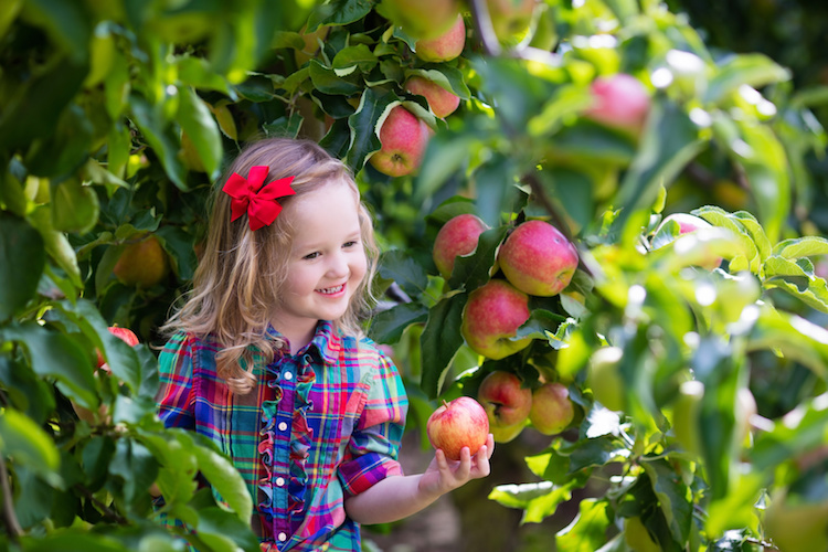 Apple Orchard and U-Pick Guide - Southwest Ohio Parent Magazine