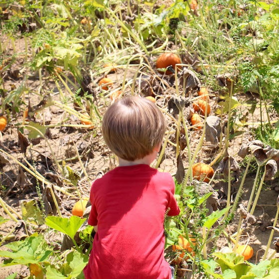A&M Apple Orchard – Pumpkins!