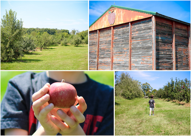 Orchard Collage