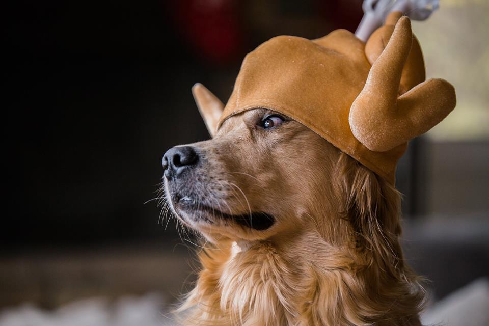 A Thanksgiving Day Game