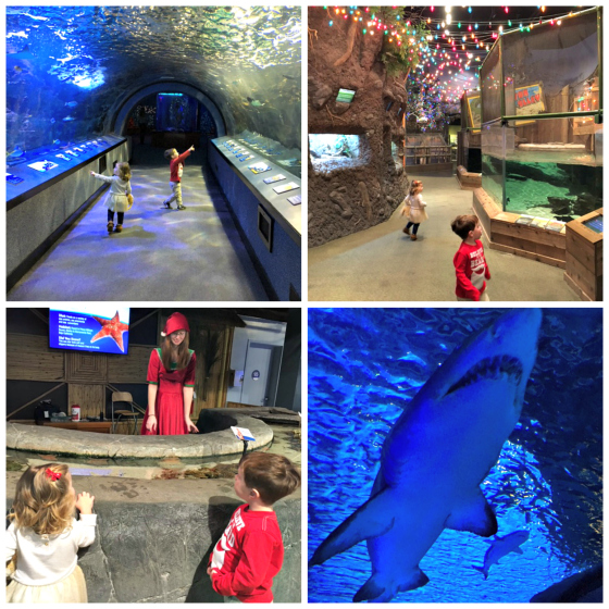 aquarium-collage