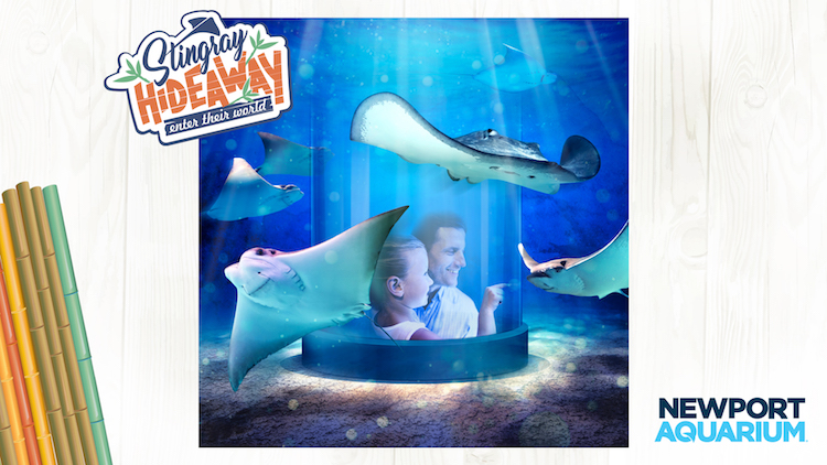 Stingray Hideaway Opening at Newport Aquarium! This interactive exhibit opens in May