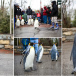 Penguin Parade collage