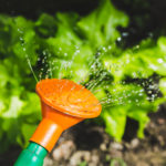 salad-water-garden-plant