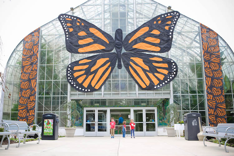 The Majestic Monarch Butterflies at Krohn Conservatory Southwest Ohio