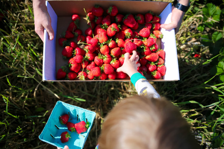 2020 Guide to Berry U-Pick in Cincinnati
