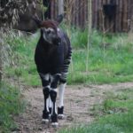 Moyo the Okapi