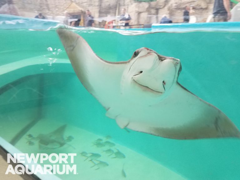 Kids Get in FREE at Newport Aquarium During Summer Family Hours! May 27-July 8