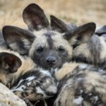 Painted Dogs