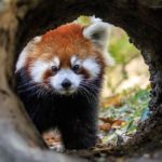 Red Panda