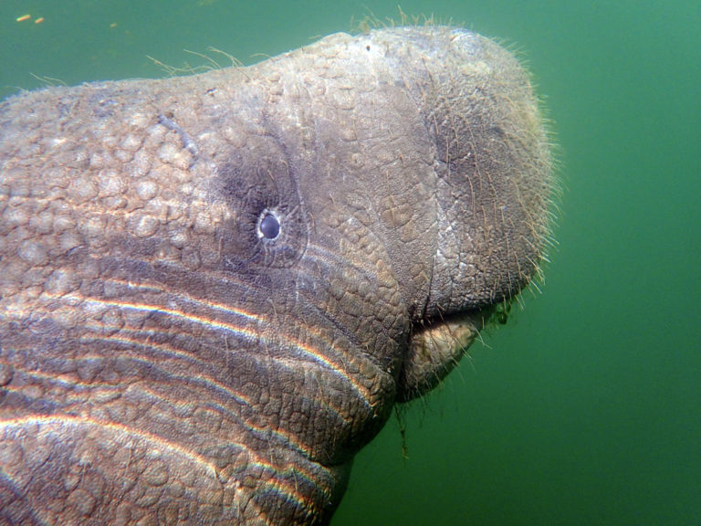 Headed to Florida this summer?  Consider a Swim with the Manatees tour!