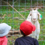 The goats at goebel main
