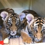 Tiger Cubs