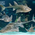 SharkRay_Group