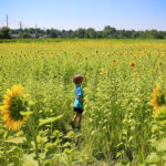 5 epic sunflower fields in Cincinnati you must visit