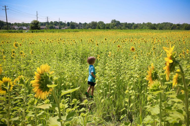 5 epic sunflower fields in Cincinnati you must visit