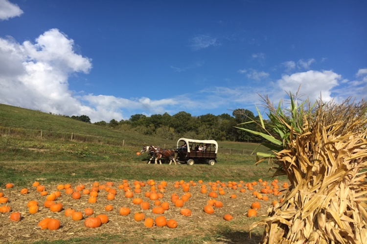 Neltner’s Farm Fall Festival This farm in Melbourne, KY is absolutely charming