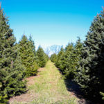 Best Christmas Tree Farms in Cincinnati