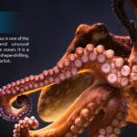 NAPQ_RingOfFire2018_GiantPacificOctopus_preview