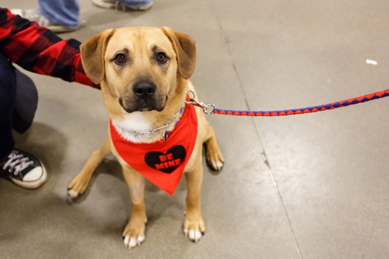 My Furry Valentine Cincinnati's largest animal adoption event