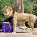 34123313740_38a9ec9af2_b