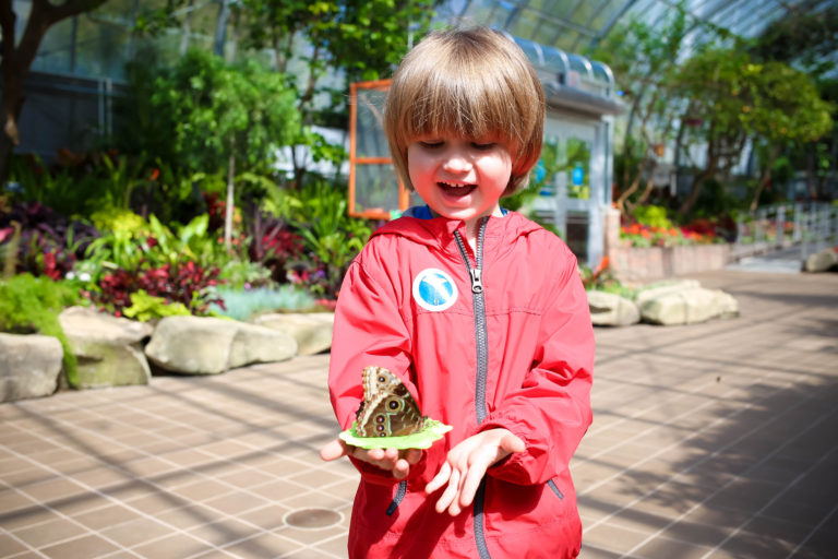 Butterflies of Madagascar Krohn's 2018 Butterfly Show runs daily through June 17