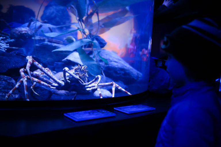 Ring of Fire at Newport Aquarium is now open! This exhibit is educational and visually stunning