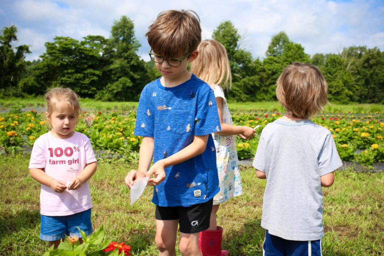 5 Can’t-Miss Summer Events this Weekend in Cincinnati 500 butterflies will be released on July 14th at 11 am  at Blooms and Berries
