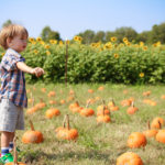 Pumpkin Patch Guide