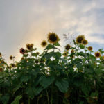 Burwinkle Farms