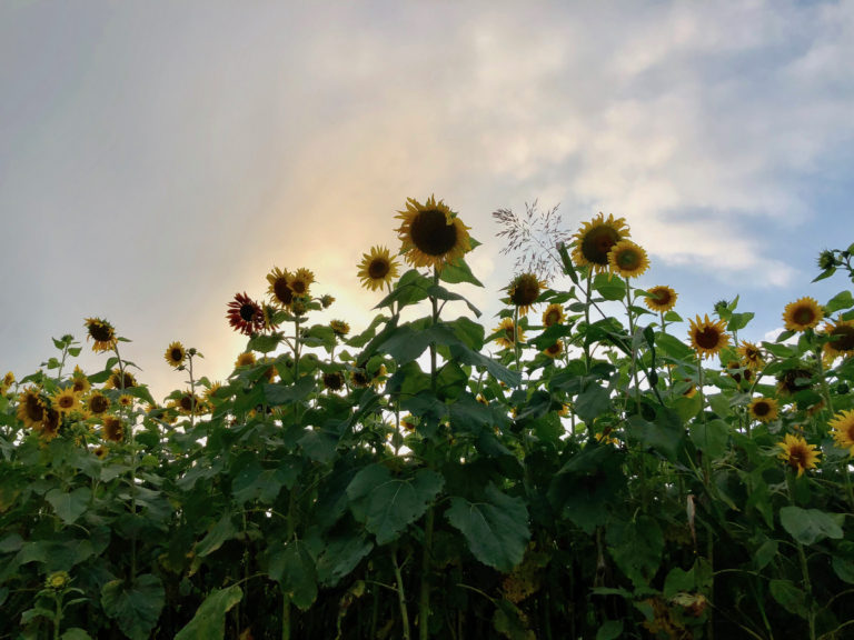 Burwinkel Farms Visit this farm's beautiful sunflower field for festive fall fun - and yoga!