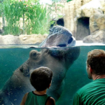 cinci zoo