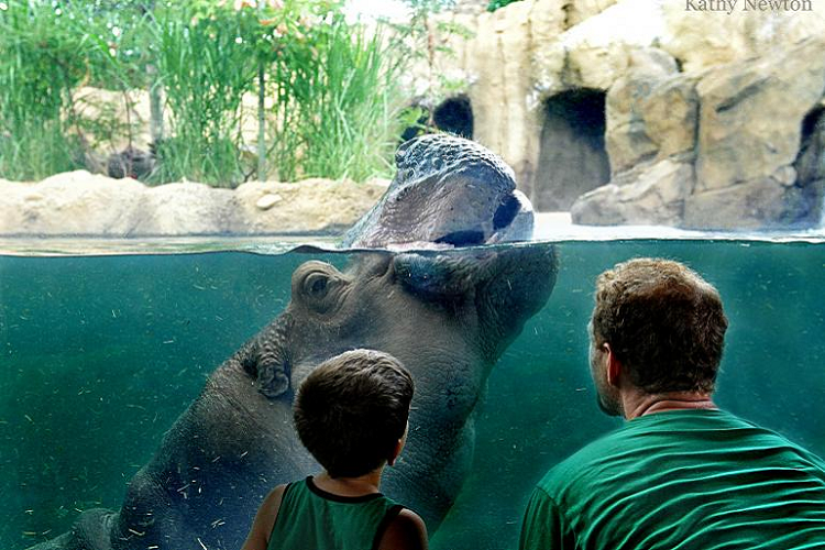 cinci zoo cinci zoo