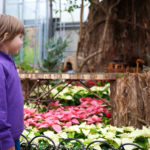 Krohn Conservatory A Crystal Holiday 9