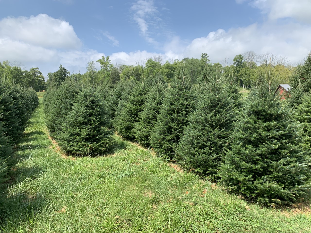 Tree Farm, Christmas
