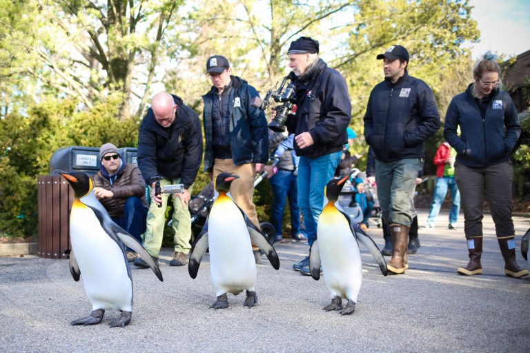 Penguin Days at the Cincinnati Zoo
