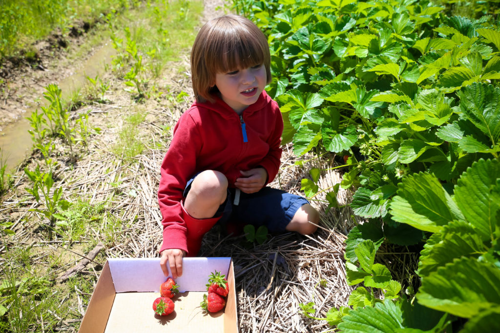 Strawberry UPick Season Has Begun at Blooms & Berries! Southwest