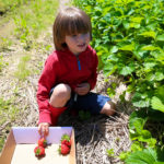 Blooms & Berries Strawberries 2019 2