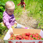 Blooms & Berries Strawberries 2019 5