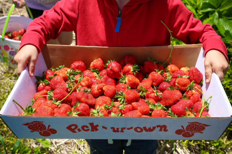 Blooms and Berries Strawberry Fields are Opening This Weekend!