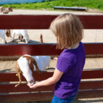 Young’s Jersey Dairy 11