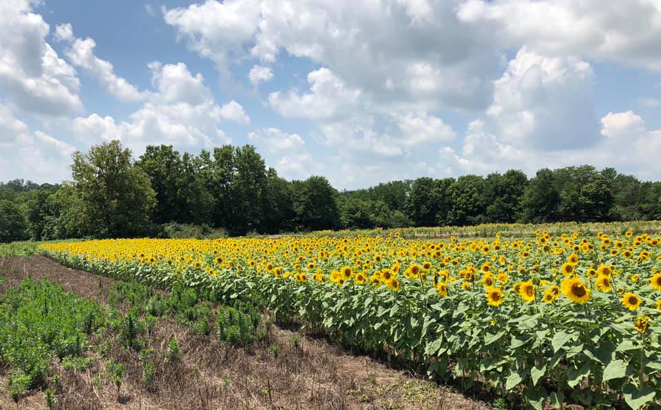 5 epic sunflower fields in Cincinnati you must visit Southwest Ohio