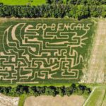 Blooms and Berries Corn Maze