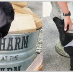 Charm at the Farm August 1