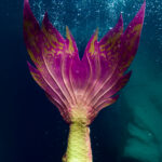 Mermaid Tail – Newport Aquarium