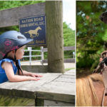 Nation Road Horse Collage 1
