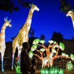 Wild Lights Lantern Festival at the Louisville Zoo 1